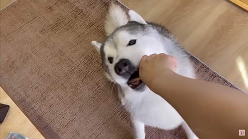 おやつを食べるハスキー