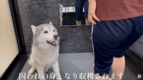 とらわれたハスキー