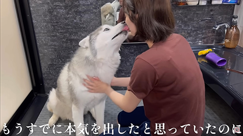 ぺろぺろするハスキー