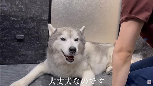 ハスキーのブラッシング