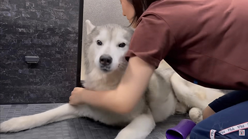 拒否するハスキー