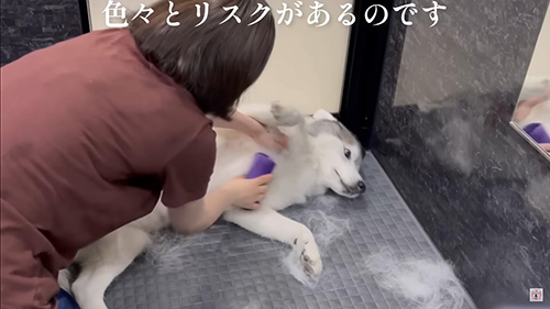 ゴロンチョするハスキー