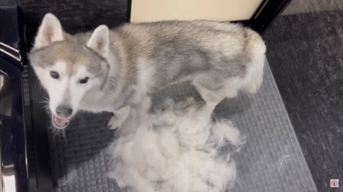 かわいいハスキー