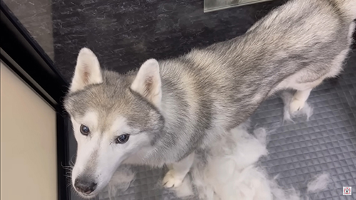 サマーフォルムのハスキー