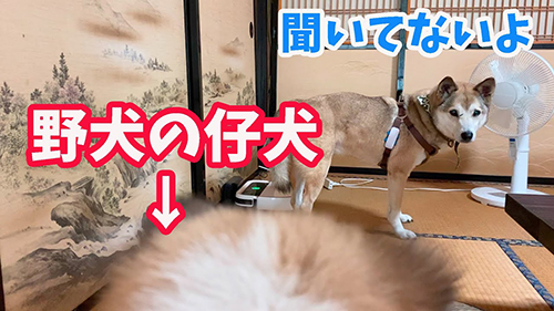 戸惑う先住犬に子犬が心を開いていく