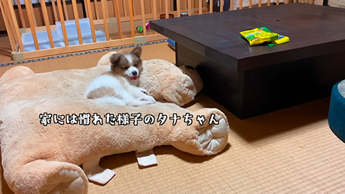 あっという間に慣れたタナちゃん