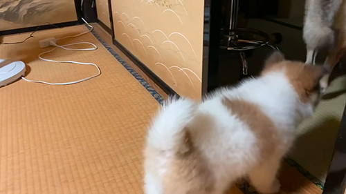 追いかけるタナちゃん