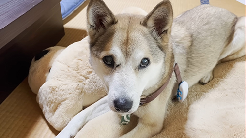 冒頭のむぎくん