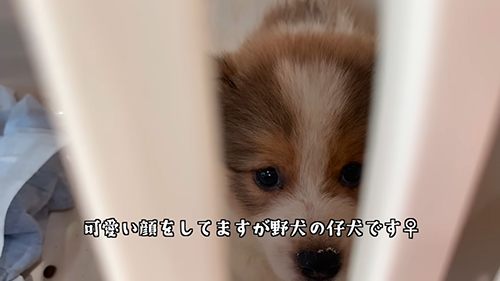 野犬の子犬です