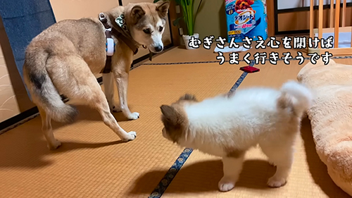 むぎさんさえ心を開けば