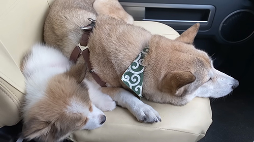 車で寄り添う2匹