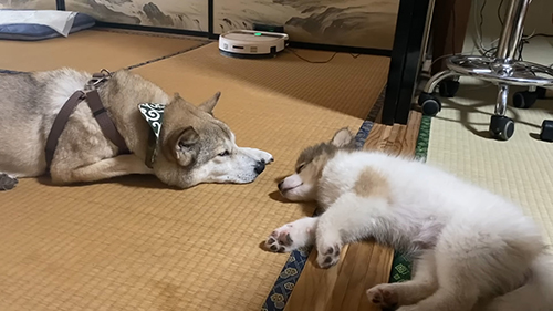 部屋で眠る2匹
