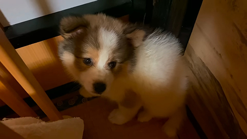 すみっこにいるタナちゃん