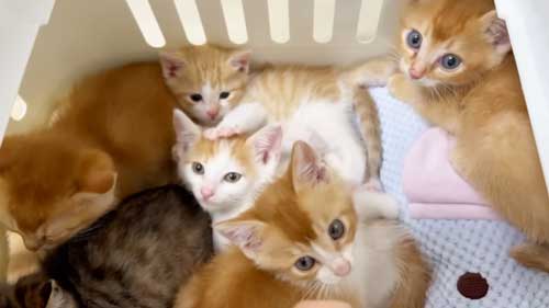 合流する保護子猫