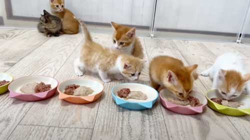 他の子猫がきになる保護子猫