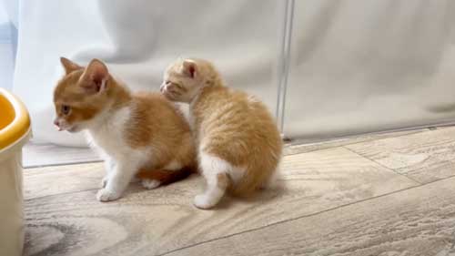 近づいて行く保護子猫