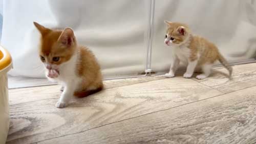 後退りする保護子猫