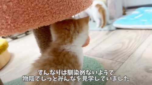 近寄れない保護子猫
