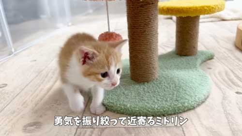 頑張れと応援したくなる保護子猫
