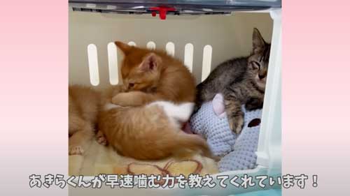 かむ力を教えてあげる保護子猫