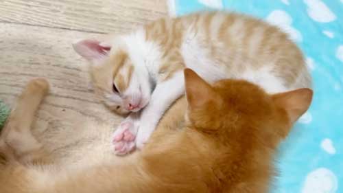 寄り添う保護子猫