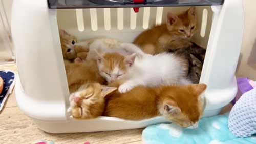 集合した保護子猫たち
