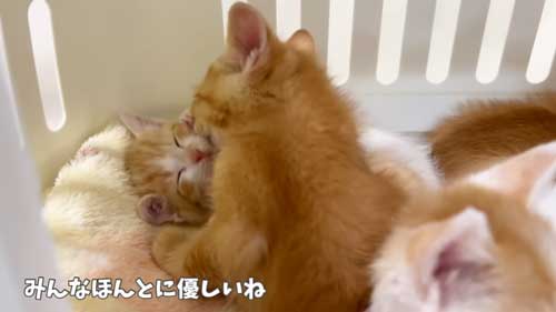 グルーミングしてもらってうれしそうな保護子猫