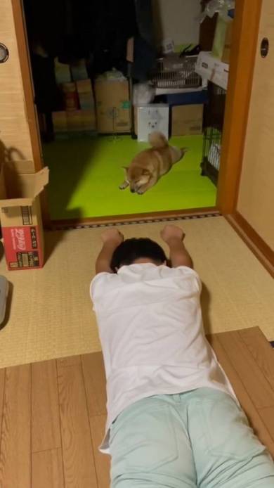 柴犬と甥っ子