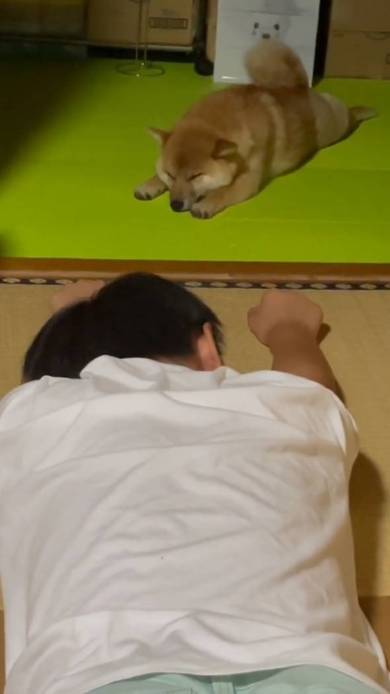 柴犬と甥っ子