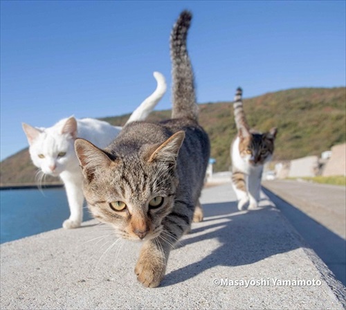 立ち猫グループ展