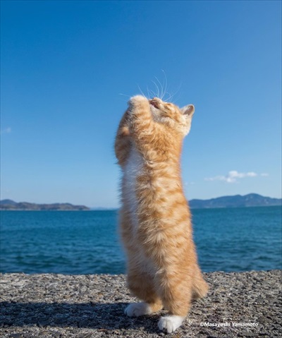 立ち猫グループ展