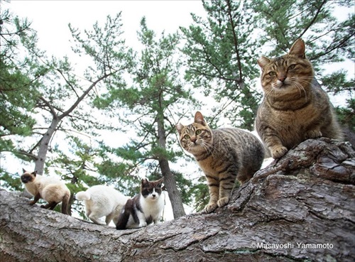 立ち猫グループ展