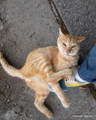 立ち猫グループ展