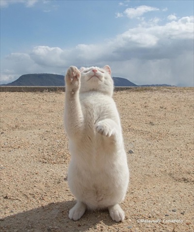 立ち猫グループ展