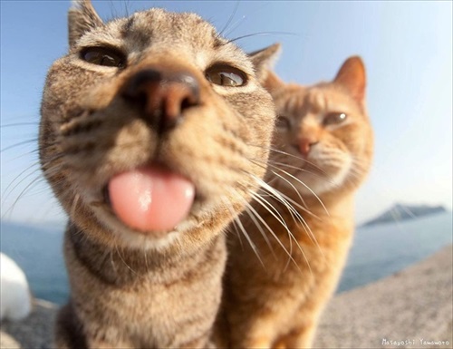 立ち猫グループ展