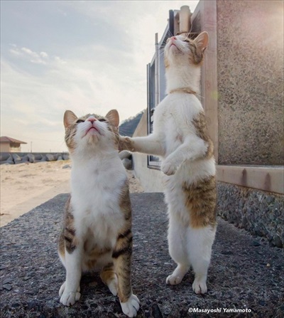 立ち猫グループ展