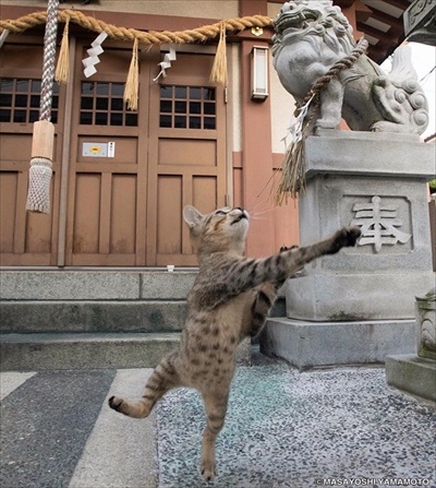 立ち猫グループ展