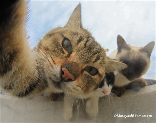 立ち猫グループ展
