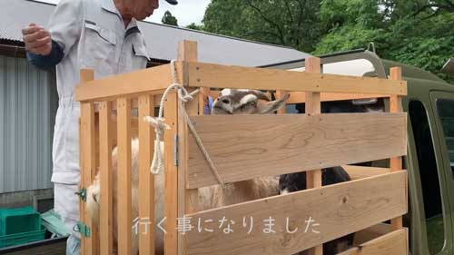 ヤギのレンタル
