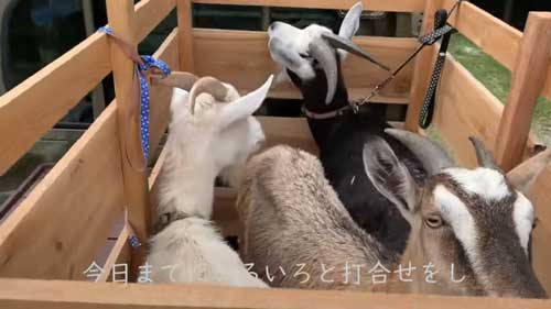ヤギのレンタル