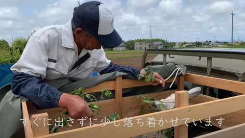 ヤギのレンタル