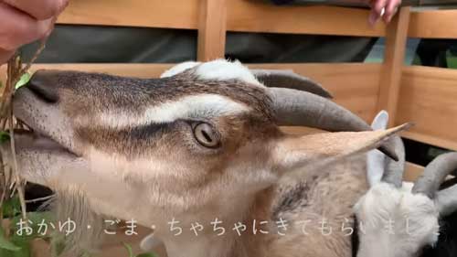 ヤギのレンタル