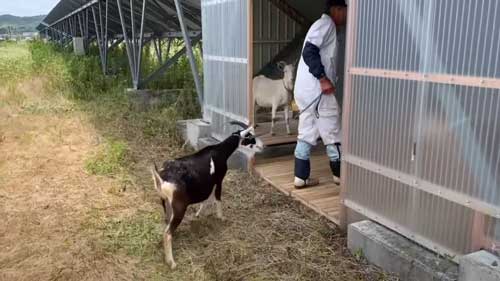 ヤギのレンタル