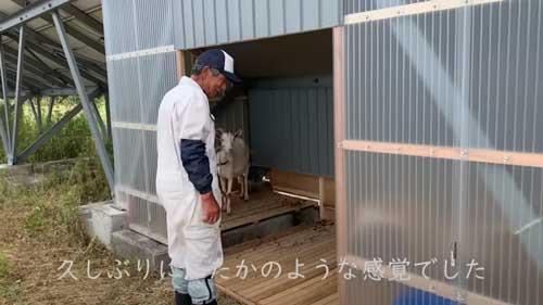 ヤギのレンタル