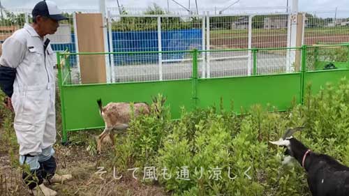 ヤギのレンタル