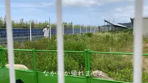 ヤギのレンタル