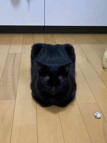 ティッシュ箱みたいなりんちゃん