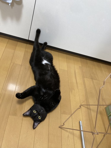 曲がる鈴ちゃん