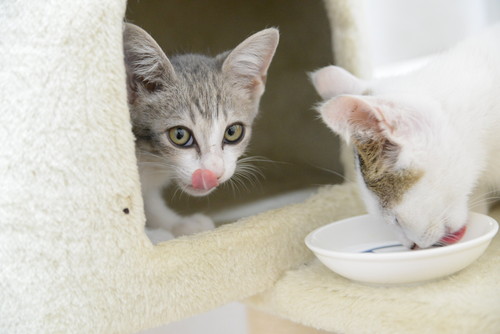 「Nha Con Meo」の白色猫ちゃん