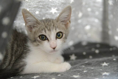 「Nha Con Meo」の猫ちゃん